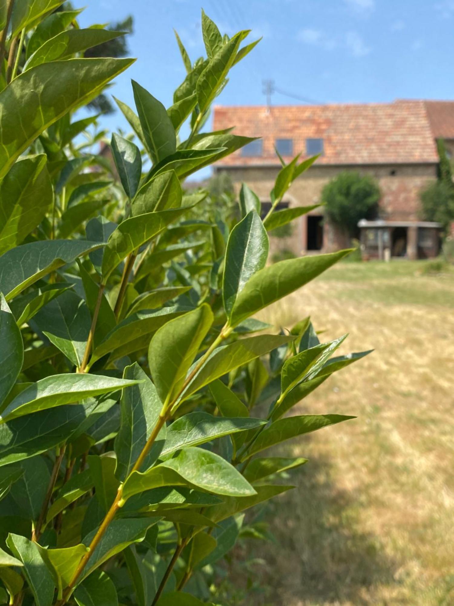 Zum Schockelgaul Gaestehaus Forst an der Weinstrasse Kültér fotó